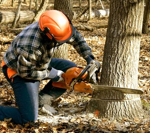Tree Removal in Davison, MI